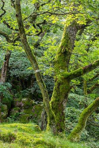 juni de deutschland grün wald bäume morgen moos saar saarland frühling mettlach grüntöne nikond7100 tamronaf70300mmf456divcusdif montclairwald