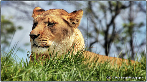 animals zoo indiana ina lioness zooanimals fortwaynein fortwaynechildrenszoo canon60d femaleafricanlion canoneos60d inathelioness