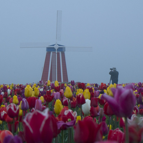 flowers windmill oregon nikon tulips d90 woodenshoefestival