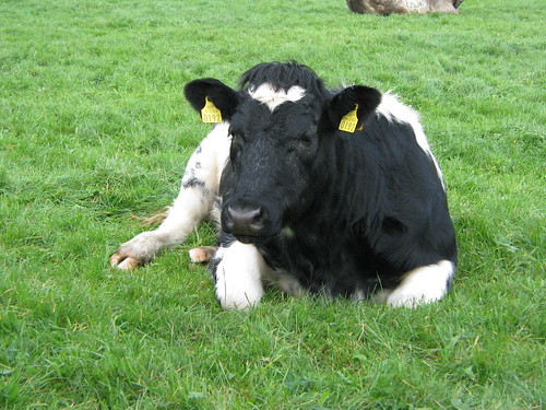 county farm cow