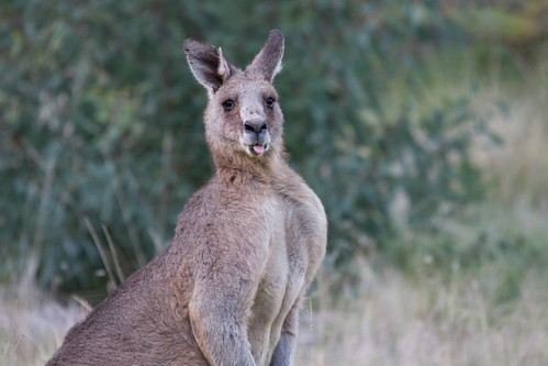 Kangaroo male 2012-05-12 (_MG_7791)