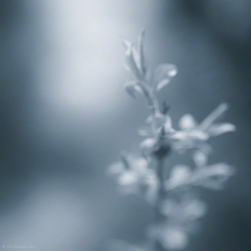 uk blue white plant abstract black blur color colour green art nature colors digital canon downs photography eos grey photo bush jon flickr artist colours photographer image united gray picture kingdom pic photograph softfocus deepavali contemporaryartsociety 400d jondowns