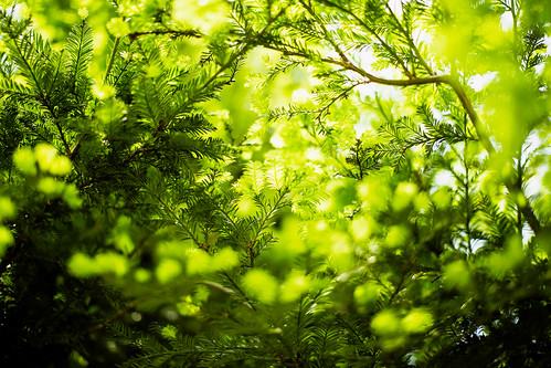 life light greenleaves sunlight green digital 50mm dof bokeh may utata sprout metasequoia 2012 f12 glittering inlife ef50mmf12lusm canoneos5dmarkiii