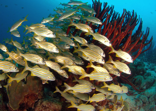 sea fish coral underwater bonaire sponges thegalaxy ©allrightsreserved spiritofphotography “flickraward” mygearandme mygearandmepremium madaleundewaterimages rememberthatmomentlevel4 rememberthatmomentlevel1 rememberthatmomentlevel2 rememberthatmomentlevel3
