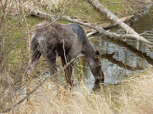 canada nature animal outdoor wildlife moose alberta youngmoose