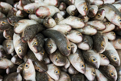 At the Fish Market, Dubai