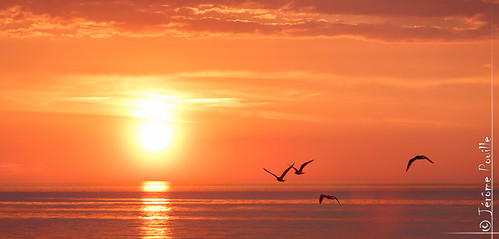 sunset orange mer seagull mouette coucherdesoleil goeland