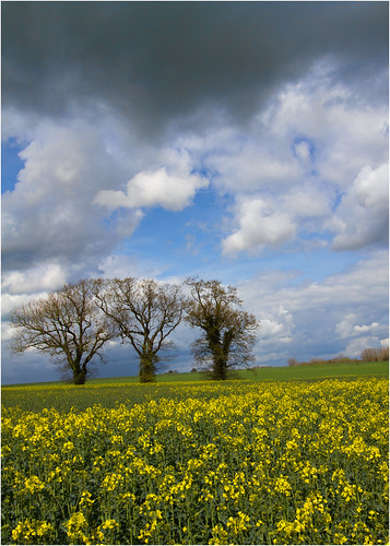 trees field yellow canon suffolk 7d canola rapeseed