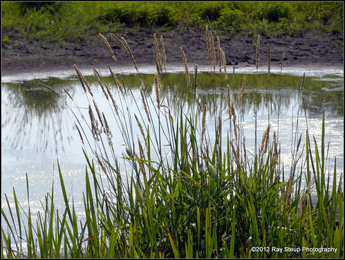indiana wetlands fortwaynein allencountyin eaglemarsh sonyhx9 walkforthewetlands