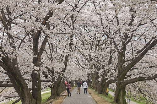 【写真】2014 桜 : 背割堤/2020-12-09/IMGP5765