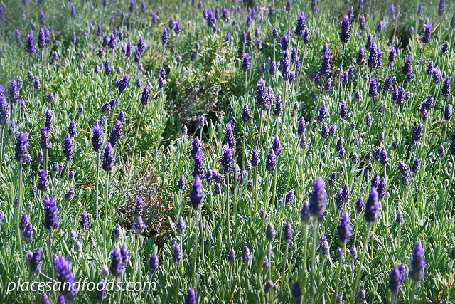 ashcombe lavender field