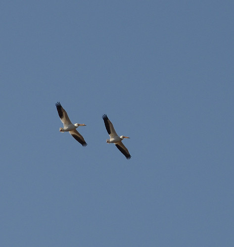 pelicans oregon rockriver whitepelicans oregonil migratingpelicans