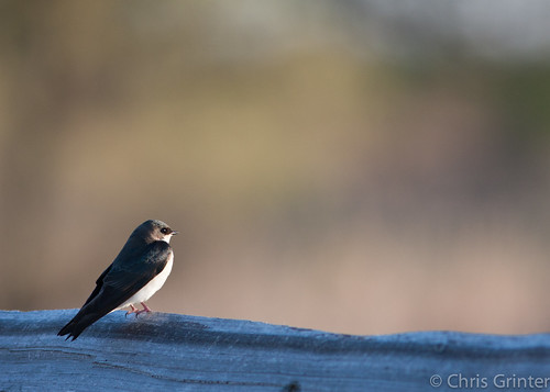 Tre Swallow, Tachycineta bicolor 