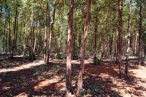 alpha sprouting project” trees” a forest” rain” “forest “sony plantation” test” management” research” forestequipment “planted “eucalyptus “canopy “forest” canopy” flux” nutrition” “eddy “biomass” “arcelormittal” “arcelormittal bioenergy” productivity” “plantation” “fsc” “thining” “seeds” entomology” “insects” 55v” “exclusion “techs “clonal using”