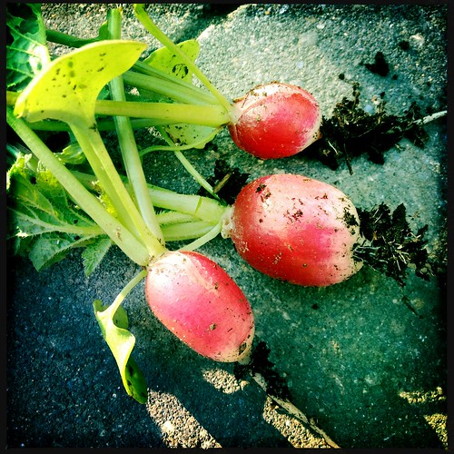 just picked radishes by cscan