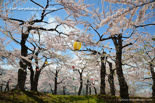 Cherry_Blossom_at_Fort Goryokaku50