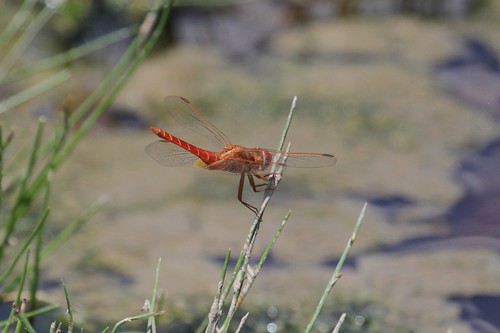nature dragonflies ethiopia 2012