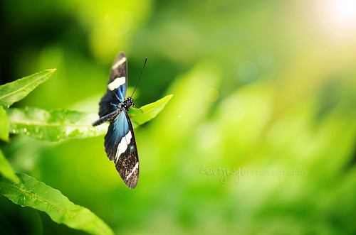 light usa macro green butterfly nikon dof bokeh maryland silverspring insert brooksidegarden “nikon nikkor105mmf28gvrmicro d7000 facebook”