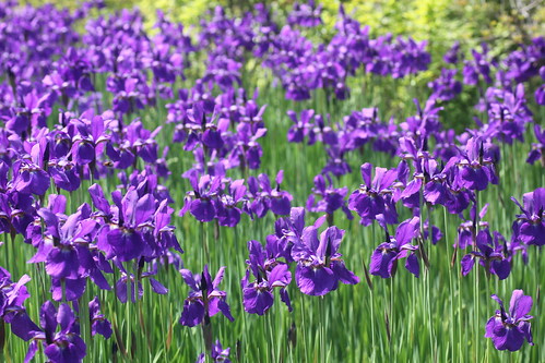 flower garden purple 花 紫