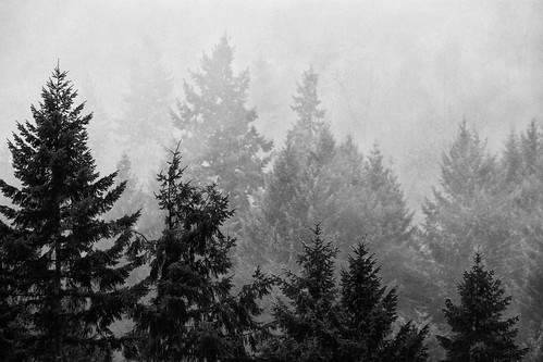 autumn trees blackandwhite bw fall fog woodland landscape washington wa canonef70200mmf28lisusm canonextenderef2xii canoneos5dmarkii silverefexpro canon5dmarkii
