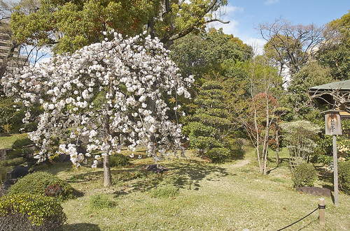 【写真】2014 桜 : 四天王寺/2021-03-19/IMGP5830