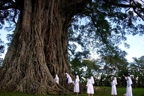 tree heritage giant big farm philippines negrosoriental baletetree canlaon lumabao oiscafarm