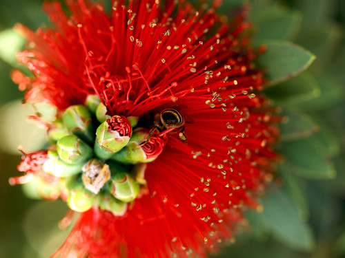 red flower macro stamens bee buds bottlebrush redandgreen