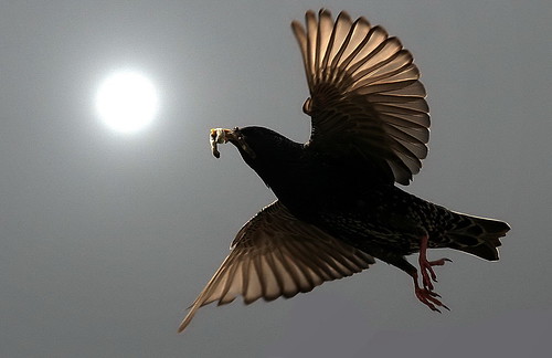 wildlife starling avian wildbirds britishbirds birdphotos birdsofthebritishisles snapdecisions theworldofbirds birdsofbritonandeurope