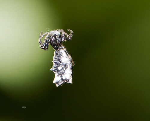 virginia flickr unitedstates va gloucester micrathena spidersaraneae orbweaversaraneidae arachnidsspidersetc nps6212 npswalks