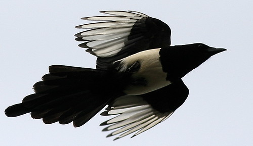 wildlife magpie avian wildbirds britishbirds birdphotos birdsofthebritishisles snapdecisions theworldofbirds birdsofbritonandeurope soulocreativity1