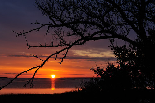 sunrise easternshore oyster cheriton