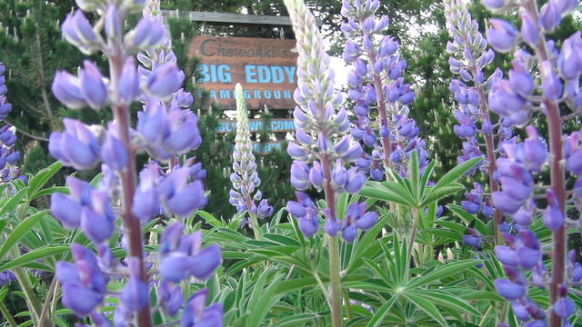 Lupines are early this year (so is everything)