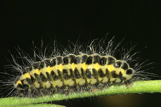 Burnet Moth Caterpillar 7320