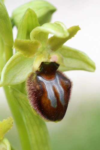 Early Spider Orchid, Ophrys sphegodes