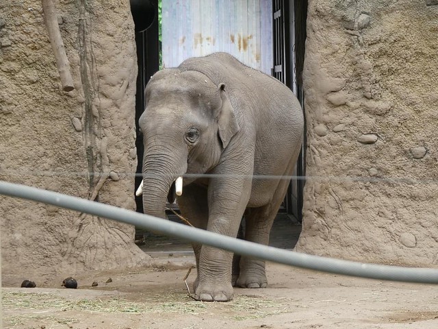 Asiatischer Elefant, Zoo Heidelberg