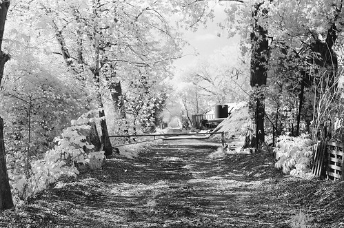trees bw landscapes infrared yashicafx3 720nm rollei400ir