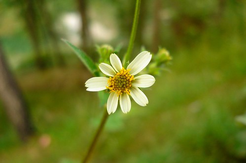 india flower cute green love college beautiful fauna female cool flora hidden tiny daisy singh rishabh kec kumaon innosence sparkels bisht engneering dwarahat bctkec btkit