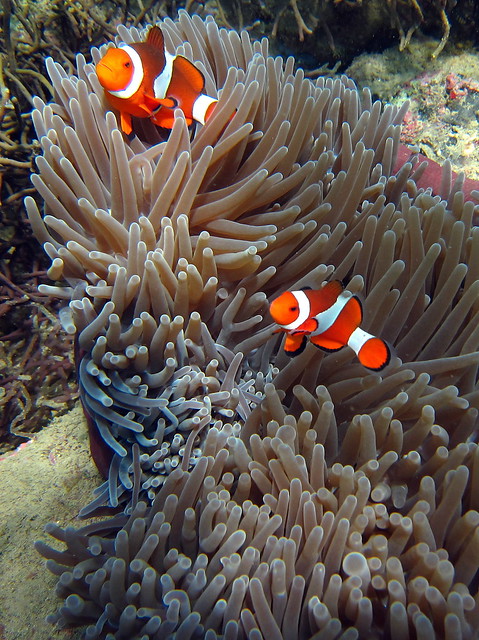 Ocellaris Clownfish | Flickr - Photo Sharing!