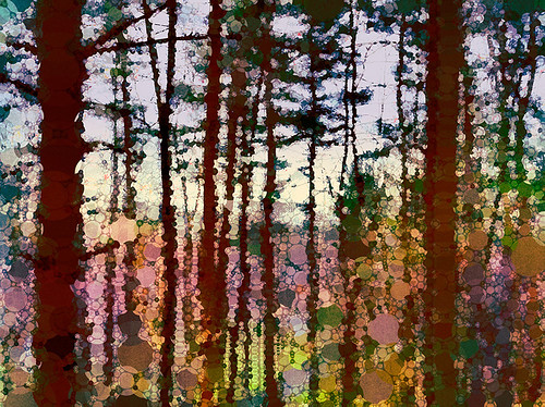trees sunset forest website percolator stevemonosson
