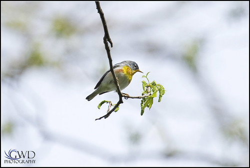 tree bird animal canon eos branch singing pennsylvania pa sing 7d lancaster falmouth warbler songbird