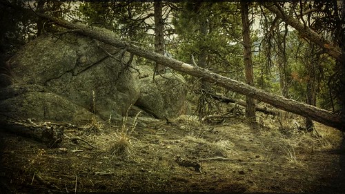 trees grass pine forest canon sticks boulders hdr textured 16x9 walkerranchtrail t1i elderoadospringstrail