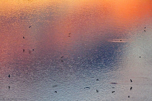 desktop sunset sun abstract bird texture water river flying colours gull surface mariannaarmata