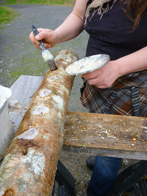 inoculating shiitake logs