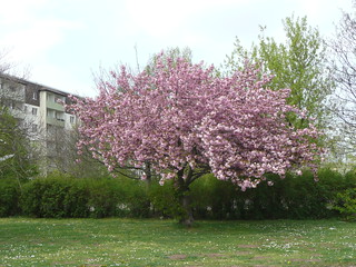 blühender Baum, Halle(Saale)