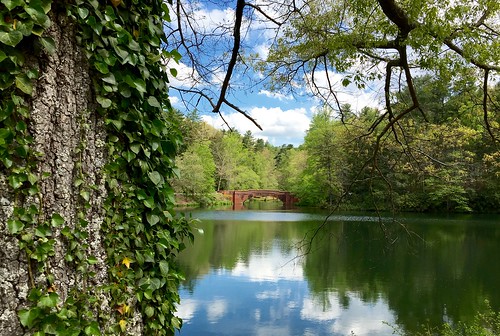 forest ivy northcarolina biltmore