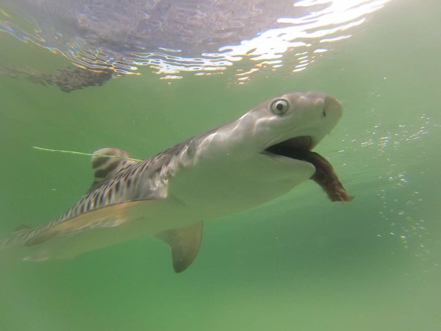 幼鯊在出生第2天即具有攝食能力。照片提供：水產試驗所東部海洋生物研究中心。