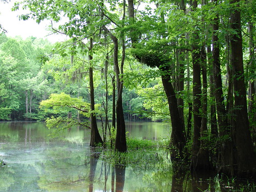 blue trees lake green water leaves outdoors sony alabama jackson dsch2 jacksonalabama kimbelllake