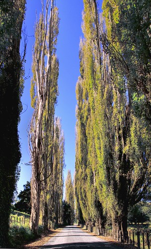 road trees newzealand rural poplar waikato tikitiki aramatai