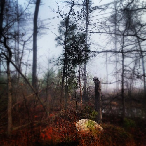 morning trees fog square spring woods lofi foggy va squareformat hanover iphoneography instagramapp uploaded:by=instagram