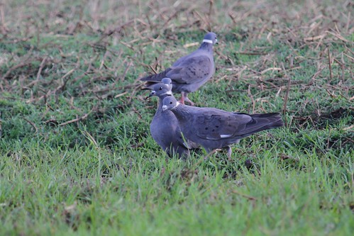 nature birds ethiopia 2012